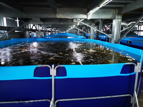 fish-farming-tanks.jpg.jpg